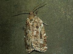 Spruce Budworm Moth
